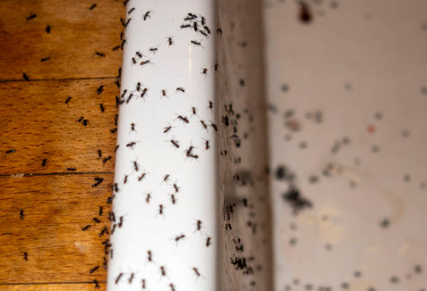 Best Residential Pest Control  in Marysville, PA